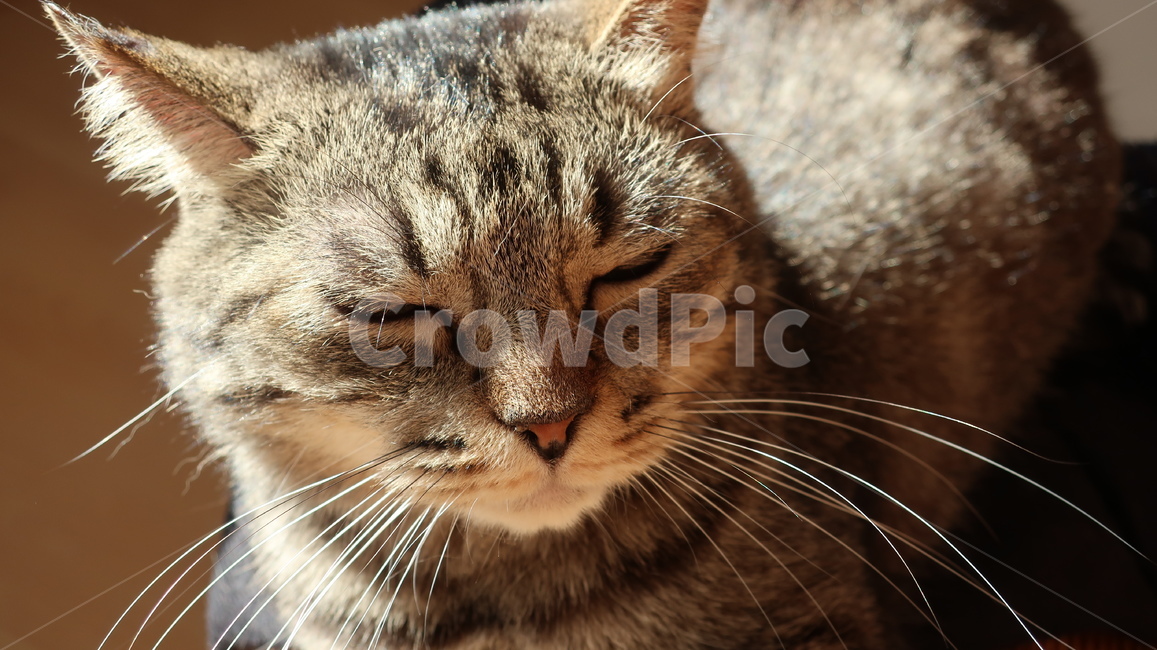 고양이,태비고양이,고등어줄무늬,태비줄무늬,검은고양이,귀여운,포유류,동물,pet,animal,mammal,반려동물,애완동물,반려묘,집고양이,cat,kitty,kitten,아기고양이,동물,animal,포유류,mammal,고양이,cat,kitten,kitty