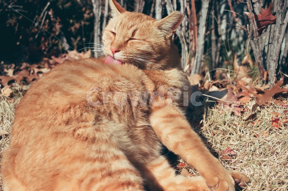 고양이,고양이사진,동물사진,cat,animal,그루밍,길고양이,감성사진,감성,동물,emotion,표정,자연,nature,냥이,풀밭,동물,animal,포유류,mammal,고양이,cat,kitten,kitty,감성,sensible,feeling