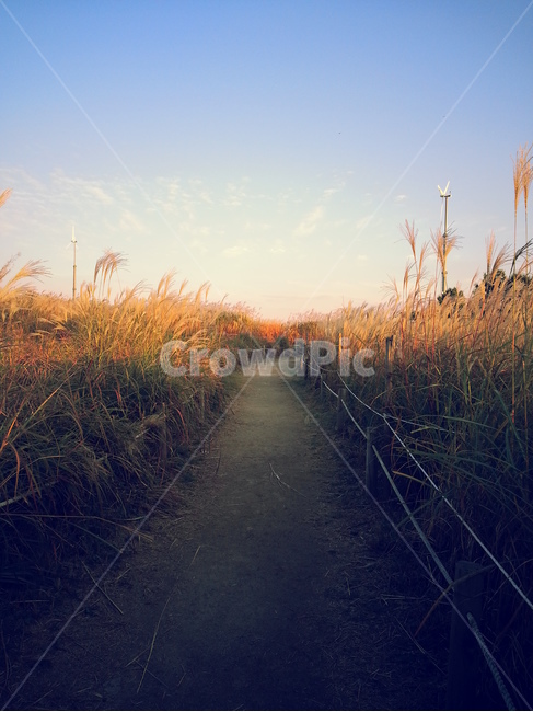 하늘공원,가을,자연,풍경,억새,길,가을,계절,fall,autumn,season,자연,풍경,nature,landscape,plant,식물,grass,잔디