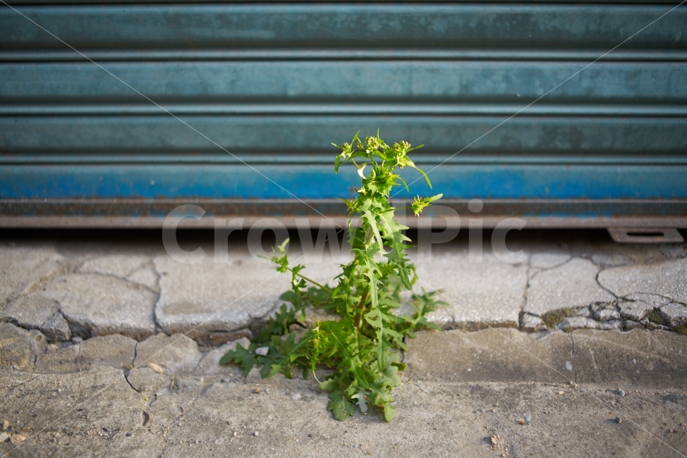 풀뿌리,의지,생명력,잡초,셔터,시멘트,바닥,식물,자연,plants,nature