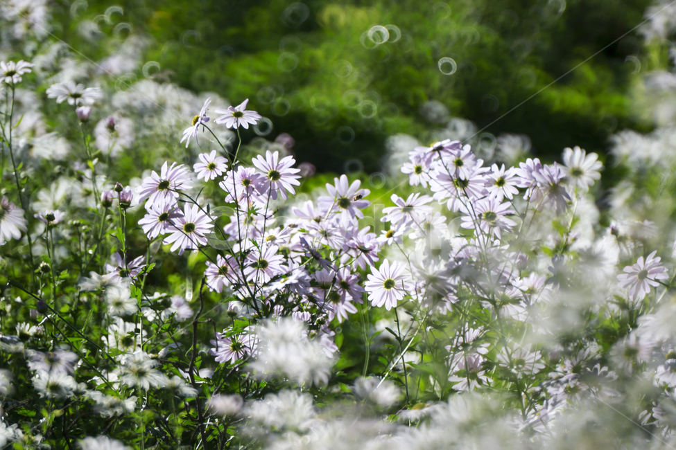 가을,구절초,청초함,식물,plant,식물,자연,plants,nature,꽃,flower