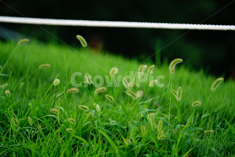 식물,풀,잎,자연,생물,생명,plant,grass,강아지풀,식물,자연,plants,nature