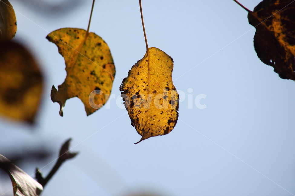 단풍,잎,가을,redleaves,leaf,가을,계절,fall,autumn,season,plant,식물