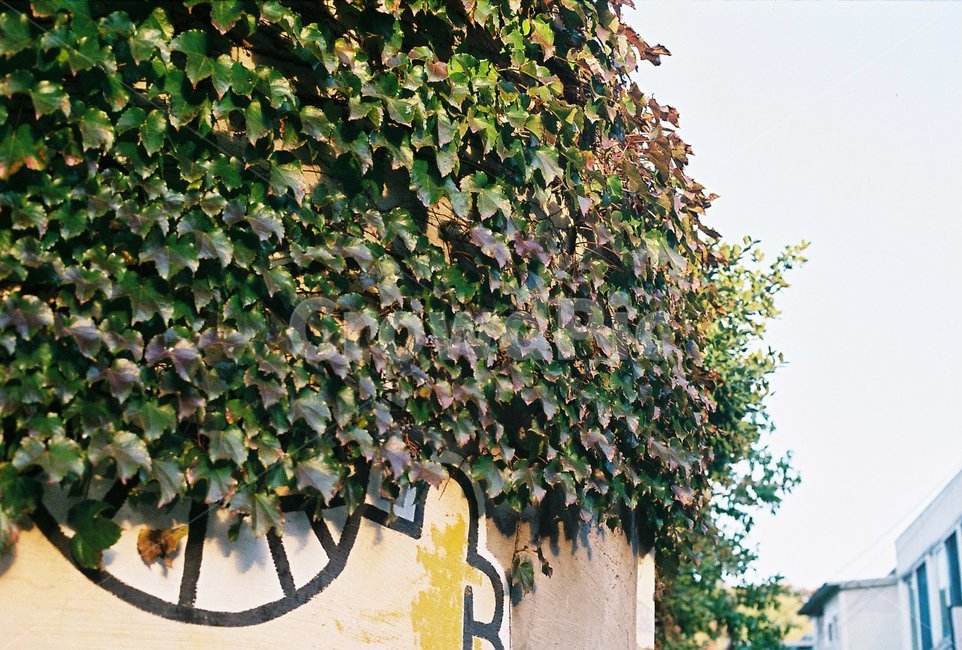 담쟁이,plant,식물,풀,ivy,식물,자연,plants,nature