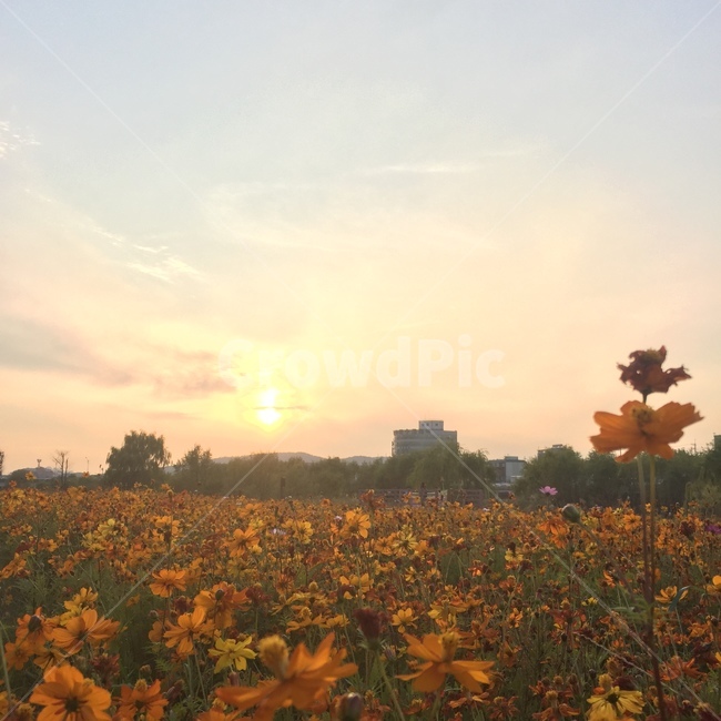 풍경,노을,코스모스,꽃,봄,가을,식물,자연,plants,nature,꽃,flower