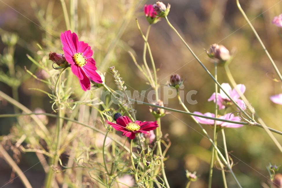 꽃,봄,꽃송이,자연,꽃잎,식물,자연,plants,nature,꽃,flower