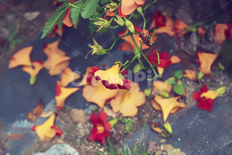 자연,풍경,꽃,감성,능소화,가을,계절,fall,autumn,season,plant,식물,leaf,잎