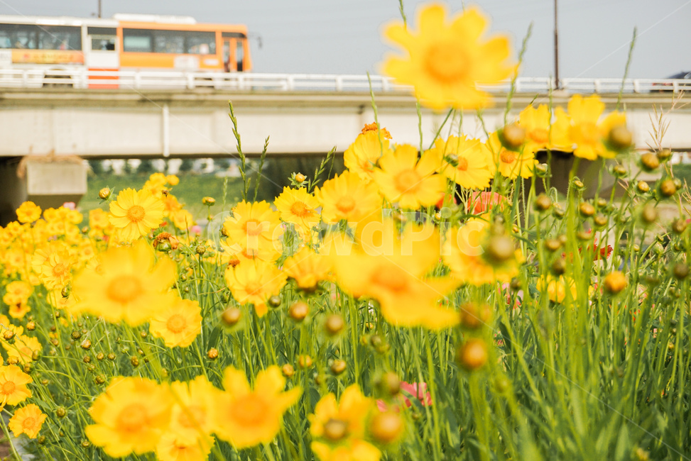 노랑꽃,식물,꽃,노랑,자연,flower,가을,계절,fall,autumn,season,식물,자연,plants,nature,꽃,flower,감성,sensible,feeling,교통,교통수단,traffic,transportation,bus,버스,vehicle,차량,plant