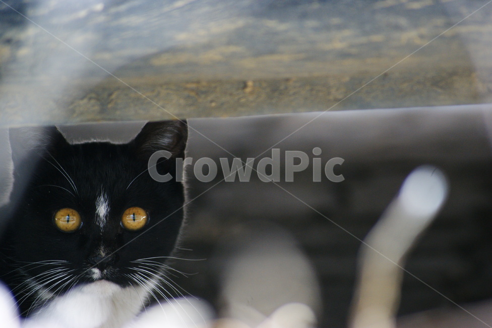 캣,cat,고양이,길냥이,동물,animal,동물,animal,포유류,mammal,고양이,cat,kitten,kitty