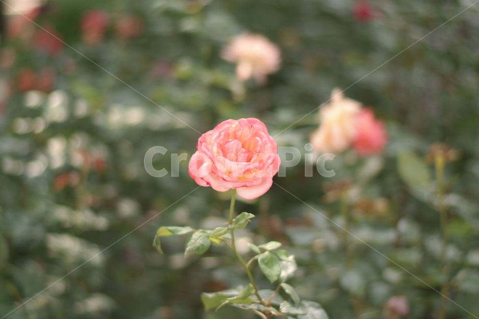 꽃,식물자연,plants,색깔,색상,색채,color,sense,flower,감성,식물,접사,가든