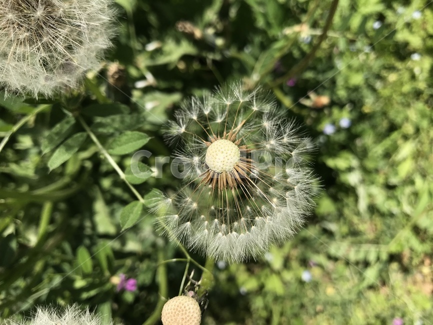 민들레홀씨,민들레,꽃,자연,식물,플라워,plants,flower,nature,풀,봄,4월,씨앗