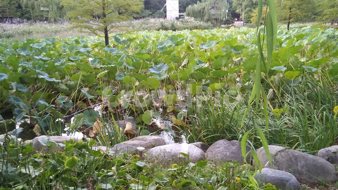 plant,식물,pottedplant,vase,jar,pottery,도기류,연못,물,water,그린,green,녹색,수생식물
