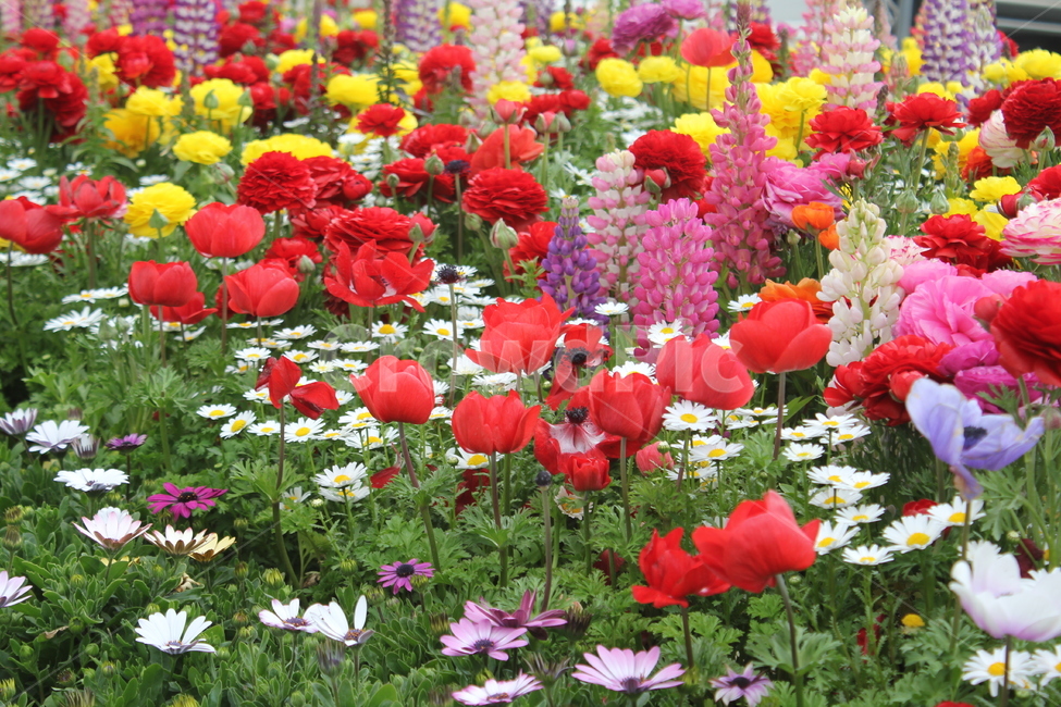 꽃,자연,식물,봄,봄꽃,아름다움,식물,자연,plants,nature,꽃,flower