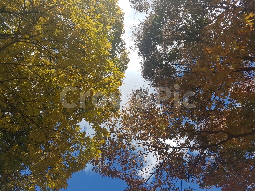 가을,가을하늘,하늘,단풍,단풍놀이,자연,풍경,nature,landscape,가을,계절,fall,autumn,season,tree,나무,plant,식물,tree trunk,나무 줄기
