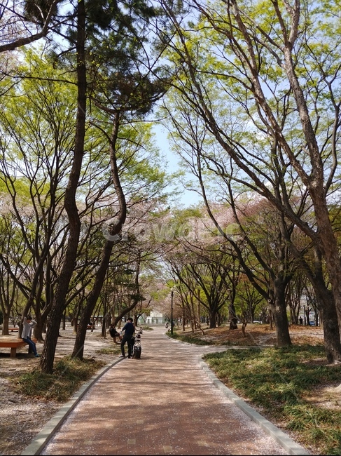 힐링,풍경,나무,숲속나무,피톤치드,숲속