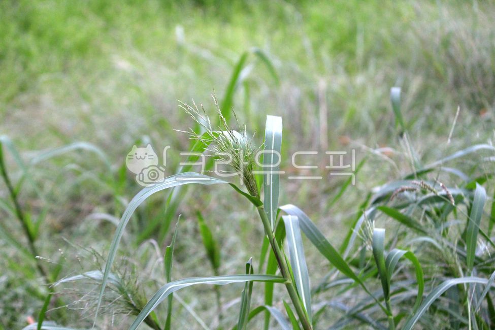 Americas Open Field,plant,Poaceae,naturalized plant