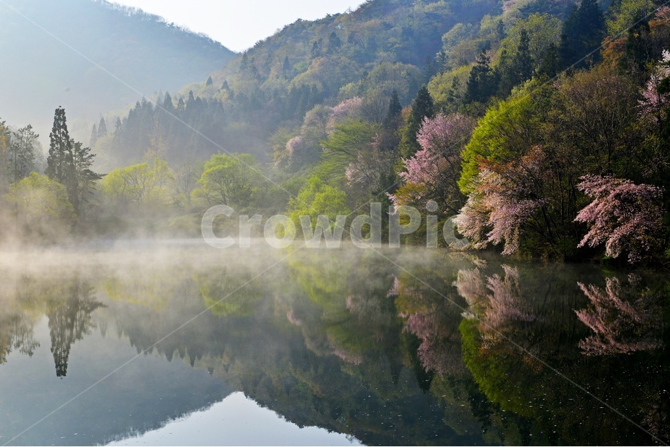 전남,화순,세량지,세량제,저수지,벚꽃,산벚꽃,봄,계절,반영,물안개,여명,아침,nature,자연,outdoors,옥외,water,물,plant,식물,fir,전나무,tree,나무,weather,날씨,경치,경관,풍경