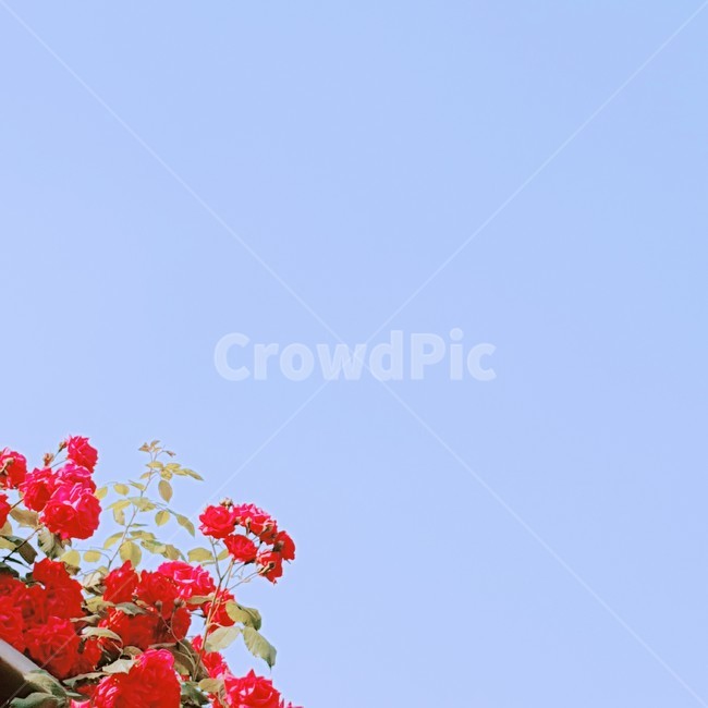 장미,빨간장미,분홍장미,꽃,rose