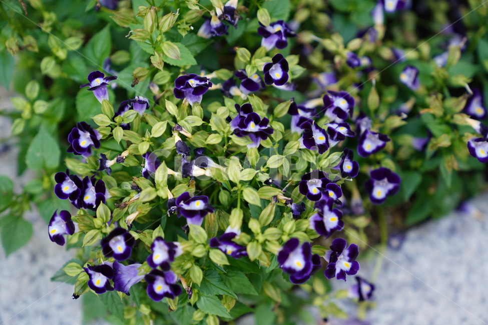 꽃,길가꽃,flower,식물,화사한,식물,자연,plants,nature,꽃,flower
