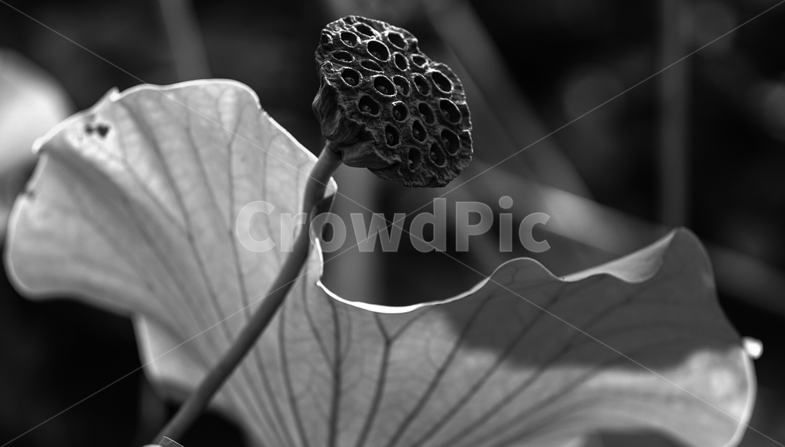 연밥,연잎,연,식물,수생식물,자연,식물,자연,plants,nature,흑백,모노톤,monochrome,black and white