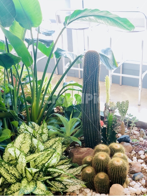 선인장,식물,인테리어,플랜테리어,실내조경,plant,cactus,planteria,indoorgardening,indoorlandscape,식물,자연,plants,nature