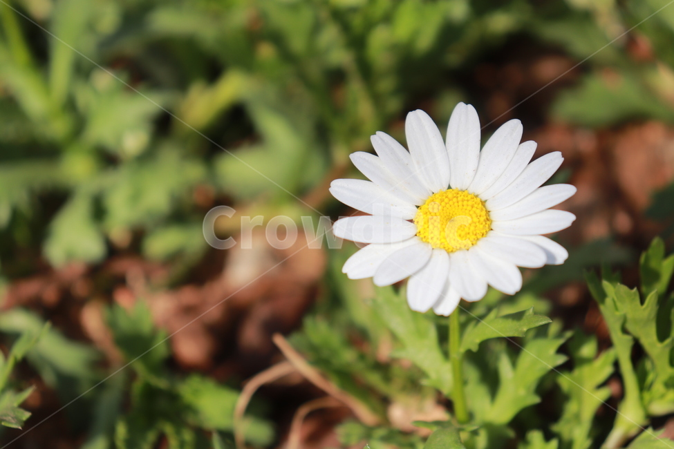 꽃,자연,아름다운,봄,풀,식물,자연,plants,nature,꽃,flower