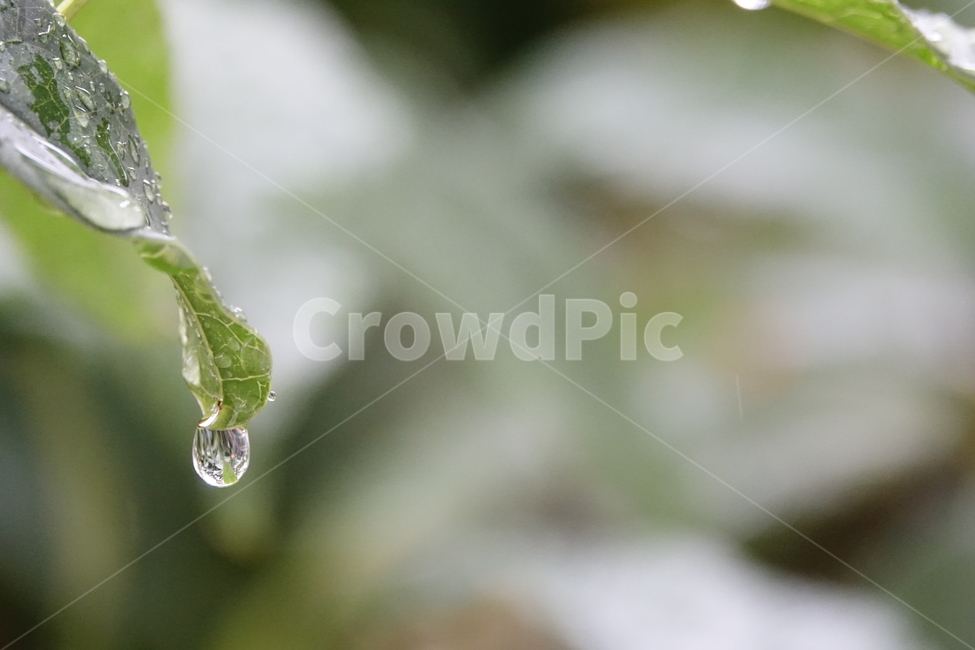 비,빗물,깨끗함,싱그러움,나뭇잎,봄비,장마,식물,자연,plants,nature,비,비오는날,rain,rainy