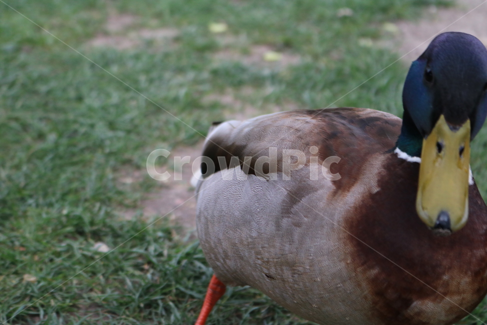 청둥오리,오리,duck,bird,새,동물,animal,동물,animal,조류,새,birds