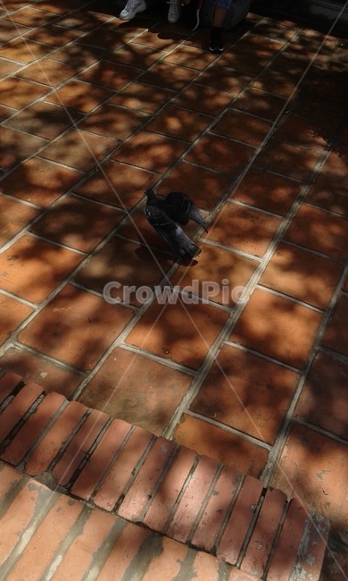 바닥,flooring,비둘기,길거리,새,동물,animal,조류,새,birds