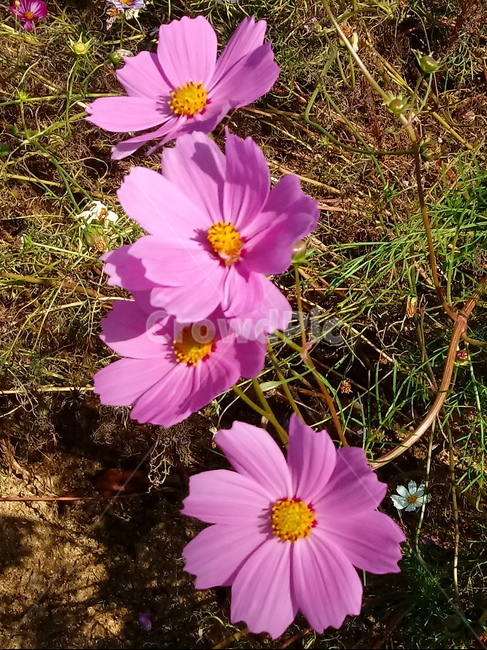 코스모스,꽃,plant,flower,commoncosmos,길국화,꽃잎,가을꽃,식물,자연,plants,nature,꽃,flower