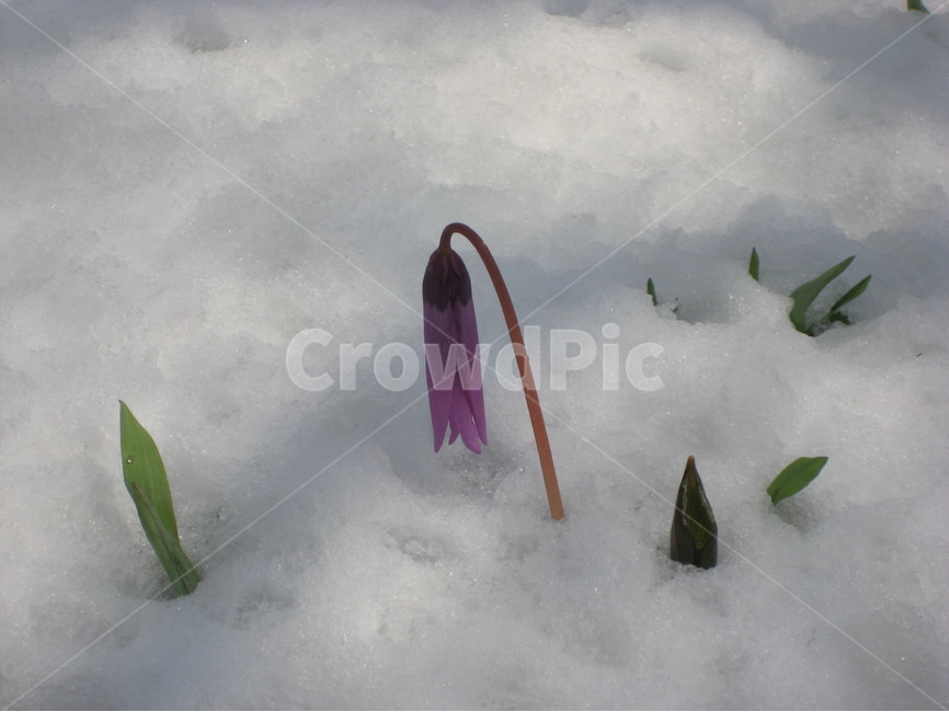 꽃,새싹,생명,눈,겨울,겨울,계절,winter,season,식물,자연,plants,nature,꽃,flower