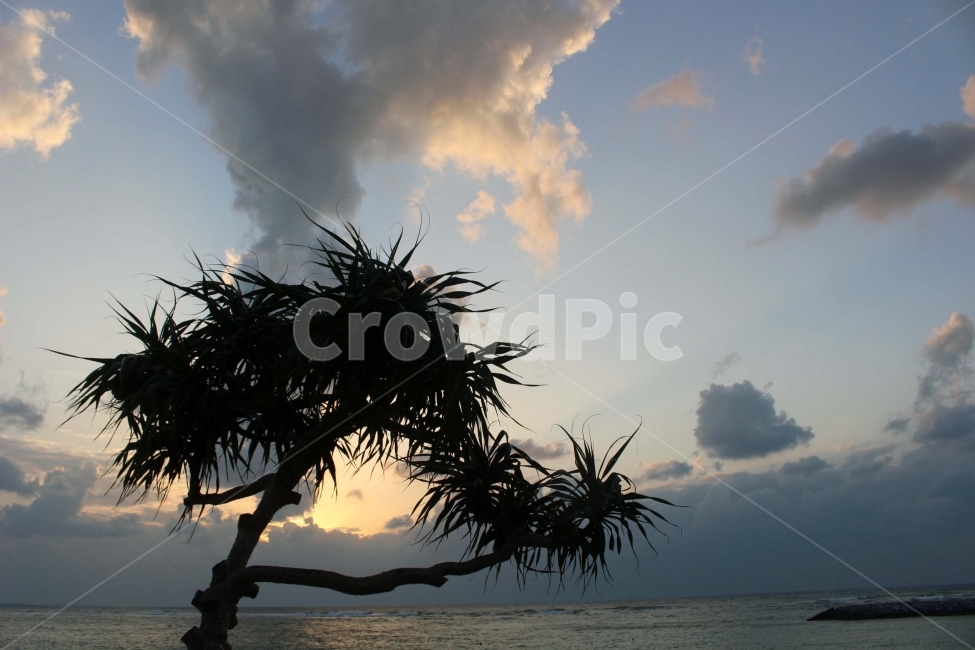 노을,하늘,구름,나무,자연,가지,잎,광경,선셋,sunset,sky,cloud,바다,물,야외,풍경,경관,선셋비치,오키나와,자연,풍경,nature,landscape,식물,plants,나무,trees,wood,tree,plant