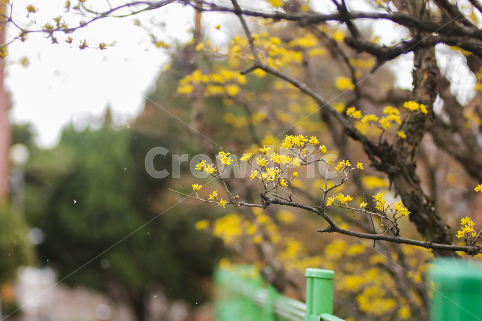 봄,꽃,눈,풍경,노란색,봄,계절,spring,season,식물,자연,plants,nature,꽃,flower