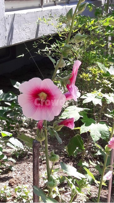 접시꽃,연분홍접시꽃,여름꽃,접시꽃종류,무궁화접시꽃