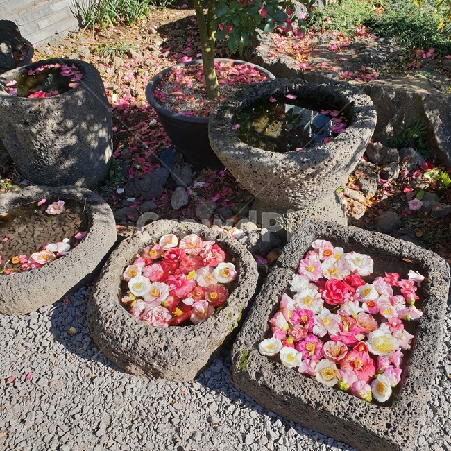 꽃,동백꽃,연못,동백,flower,flowers,꽃,flower