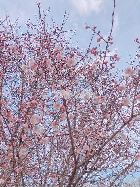 벚꽃,봄,핑크,봄날,벚꽃나무