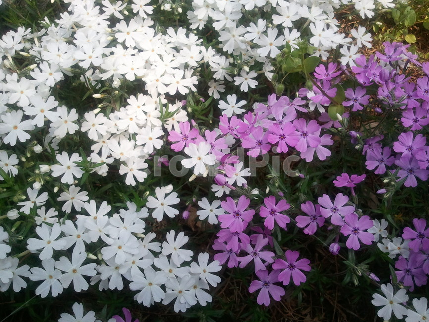 꽃잔디,야생화,흰꽃,분홍색꽃,꽃고비과,지면패랭이꽃,식물,자연,plants,nature,꽃,flower