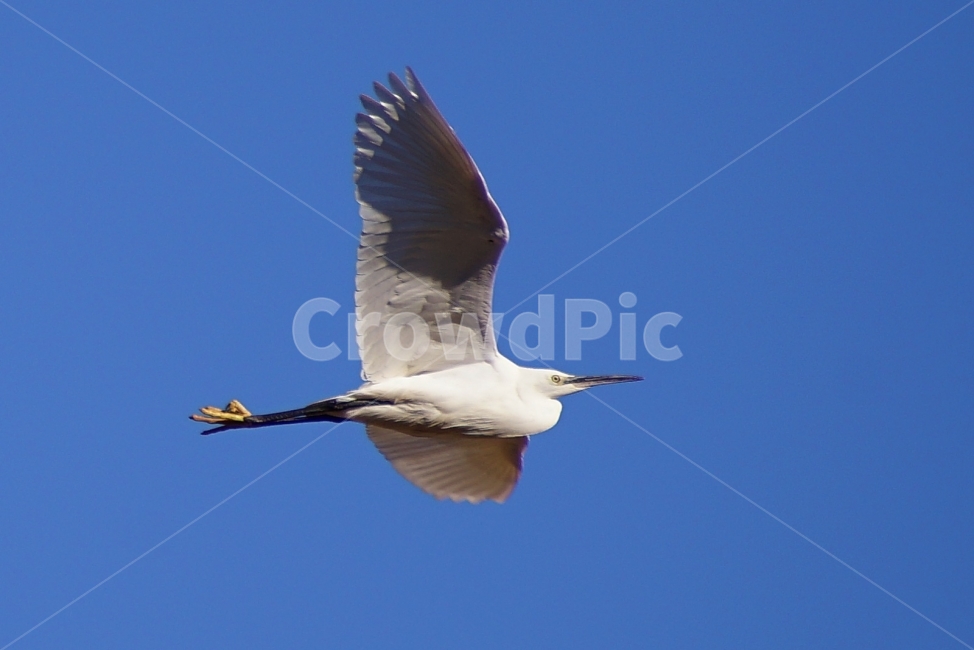 부산,수영강,자연,조류,쇠백로,백로,동물,animal,조류,새,birds