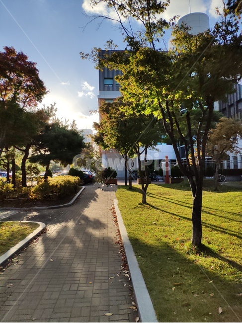 대구,오후,풍경,배경,맑음,도시,풍경,city,landscape,tree,나무,plant,식물