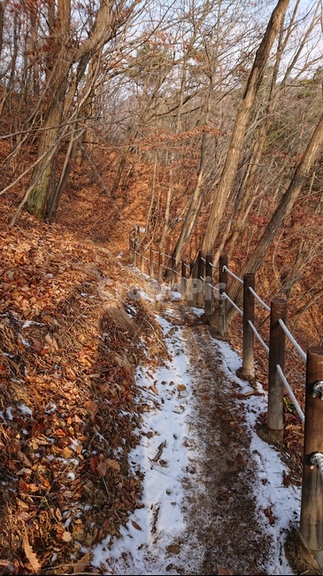 plant,식물,단풍,가을,낙엽,나무,가을,계절,fall,autumn,season,ground,바닥
