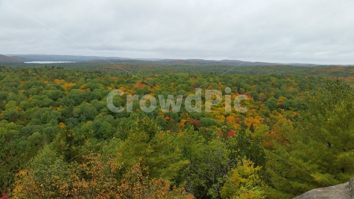 단풍,캐나다,단풍나무,canada,maple