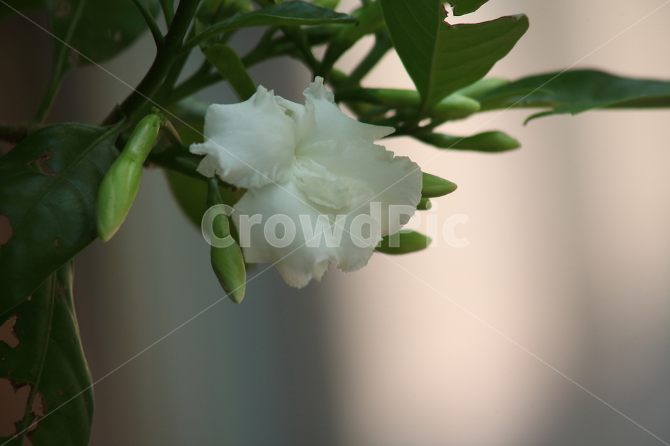 크레이프자스민,crapejasmine,evatamia,pinwheelflower,삼우화