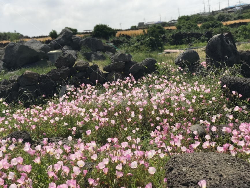 자연,감성,풍경,제주,원본,무보정,자연,풍경,nature,landscape,제주도,jeju,jeju island,plant,식물,outdoors,옥외
