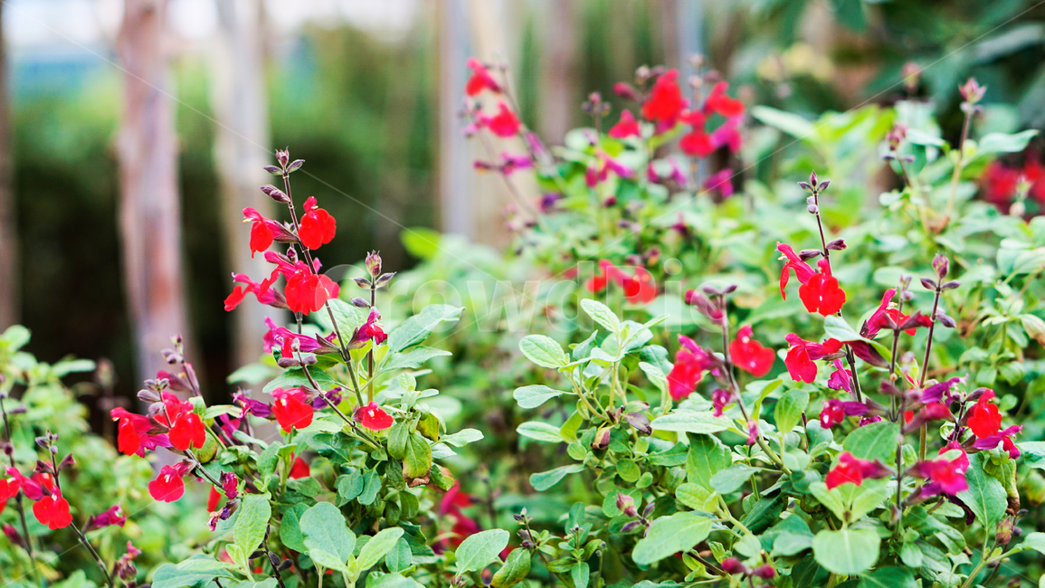 허브,꽃,식물,온실,화원,생화,조화,flower,plant,nature,자연,식물,자연,plants,nature,꽃,flower