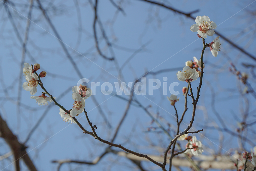 매화,매실나무,봄꽃,식물,꽃,flower,흰색,봄,계절,spring,season,식물,자연,plants,nature,꽃,flower,plant
