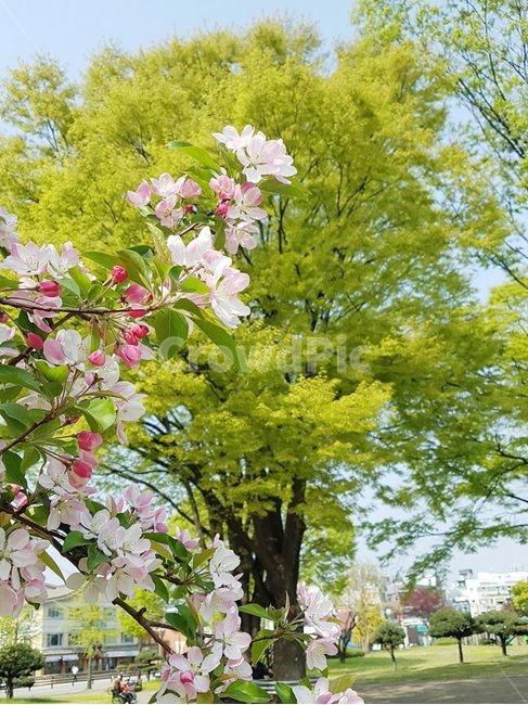 plant,식물,나무,꽃,봄,공원,왕벗꽃,식물,자연,plants,nature,꽃,flower