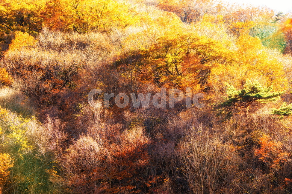 단풍,가을,autumn,fall,계절,가을,계절,fall,autumn,season,자연,풍경,nature,landscape,leaf,잎,plant,식물,tree,나무,vegetation,초목,bush,부시