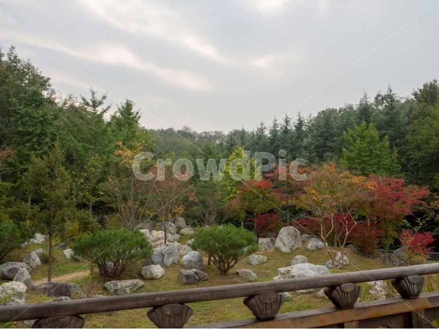 수목원,botanicalgarden,대구수목원,대곡수목원,자연,nature,나무,단풍,뒷산,가을,계절,fall,autumn,season,자연,풍경,nature,landscape,tree,plant,식물,fir,전나무