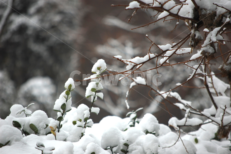 눈,쌓인눈,나뭇가지,겨울,흰색,겨울,계절,winter,season