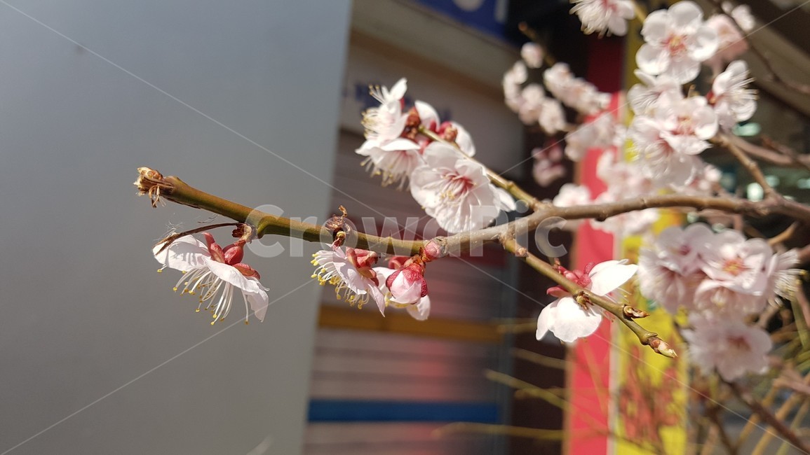 매화,plant,식물,꽃,봄